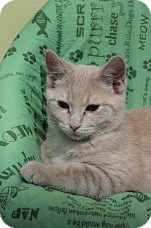 Domestic Shorthair Kitten for Sale in Grand Rapids, Michigan - Virgil Domestic Shorthair Kitten for Sale in Grand Rapids, Michigan - Virgil