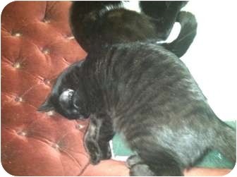 Domestic Shorthair Cat for Sale in Clay, New York - HAYES(BLACK TIGER) Domestic Shorthair Cat for Sale in Clay, New York - HAYES(BLACK TIGER)