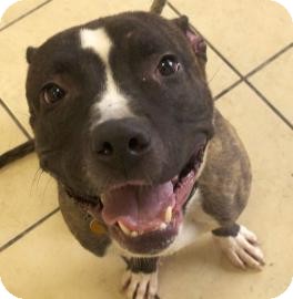 American Pit Bull Terrier Mix Dog for Sale in Brooklyn, New York - Brody American Pit Bull Terrier Mix Dog for Sale in Brooklyn, New York - Brody