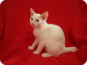 Manx Kitten for Sale in Richmond, Virginia - Drew Manx Kitten for Sale in Richmond, Virginia - Drew