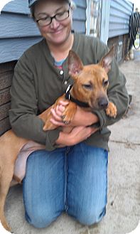 Belgian Malinois/American Pit Bull Terrier Mix Dog for Sale in Cleveland, Ohio - Chloe Belgian Malinois/American Pit Bull Terrier Mix Dog for Sale in Cleveland, Ohio - Chloe