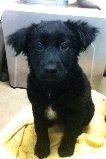 Border Collie Mix Puppy for Sale in Russellville, Kentucky - Charlee Border Collie Mix Puppy for Sale in Russellville, Kentucky - Charlee