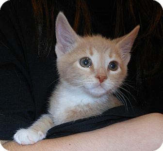 Domestic Shorthair Kitten for Sale in Sterling, Virginia - William Domestic Shorthair Kitten for Sale in Sterling, Virginia - William
