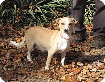 Chihuahua/Dachshund Mix Dog for Sale in Oakland, Arkansas - Fawn Chihuahua/Dachshund Mix Dog for Sale in Oakland, Arkansas - Fawn