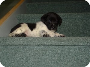 Shepherd (Unknown Type)/Border Collie Mix Puppy for Sale in Marlton, New Jersey - Queen Herra's Boys Shepherd (Unknown Type)/Border Collie Mix Puppy for Sale in Marlton, New Jersey - Queen Herra's Boys