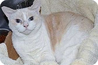 Domestic Shorthair Cat for Sale in Laguna Woods, California - Best Friends Bethany and Bonni Domestic Shorthair Cat for Sale in Laguna Woods, California - Best Friends Bethany and Bonni