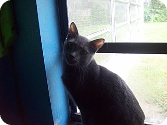 Domestic Shorthair Cat for Sale in Orlando, Florida - Grayson Domestic Shorthair Cat for Sale in Orlando, Florida - Grayson