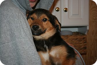 Shepherd (Unknown Type) Mix Puppy for Sale in Morgantown, West Virginia - Jake Shepherd (Unknown Type) Mix Puppy for Sale in Morgantown, West Virginia - Jake