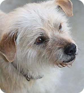 Cairn Terrier Mix Dog for Sale in Wytheville, Virginia - Fraggle Rock Cairn Terrier Mix Dog for Sale in Wytheville, Virginia - Fraggle Rock