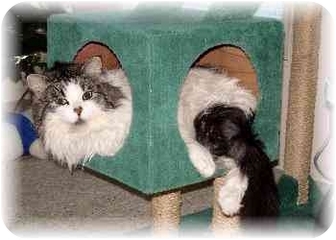 Domestic Longhair Cat for Sale in Lethbridge, Alberta - Meowsers Domestic Longhair Cat for Sale in Lethbridge, Alberta - Meowsers