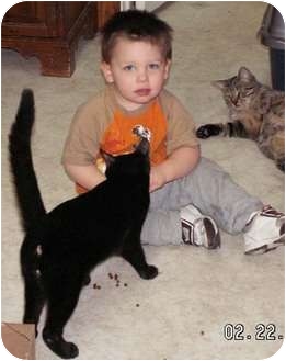 Domestic Shorthair Cat for Sale in Milford, Ohio - Maynard Domestic Shorthair Cat for Sale in Milford, Ohio - Maynard