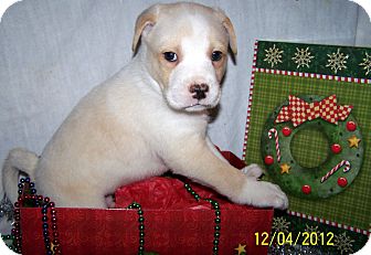 Labrador Retriever/Boxer Mix Puppy for Sale in Niagra Falls, New York - Mason Labrador Retriever/Boxer Mix Puppy for Sale in Niagra Falls, New York - Mason