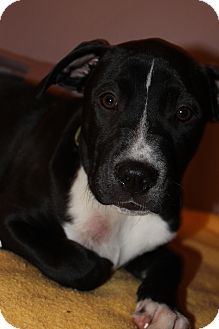 American Pit Bull Terrier/American Bulldog Mix Puppy for Sale in Glastonbury, Connecticut - Ali~meet me~ American Pit Bull Terrier/American Bulldog Mix Puppy for Sale in Glastonbury, Connecticut - Ali~meet me~