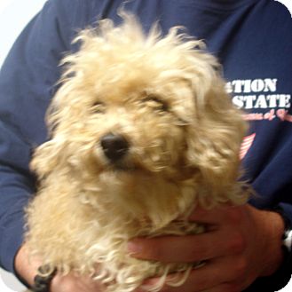 Toy Poodle Dog for Sale in hagerstown, Maryland - cocomo Toy Poodle Dog for Sale in hagerstown, Maryland - cocomo