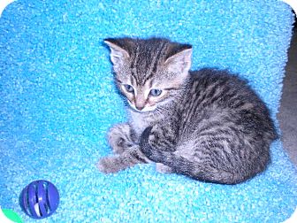 Domestic Shorthair Kitten for Sale in New Castle, Pennsylvania - Domestic Shorthair Kitten for Sale in New Castle, Pennsylvania -