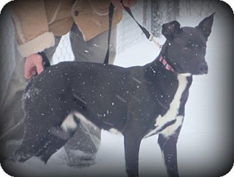 Basenji/Border Collie Mix Dog for Sale in Medford, Wisconsin - DAISY Basenji/Border Collie Mix Dog for Sale in Medford, Wisconsin - DAISY