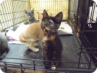 Domestic Shorthair Kitten for Sale in Catasauqua, Pennsylvania - Sienna Domestic Shorthair Kitten for Sale in Catasauqua, Pennsylvania - Sienna