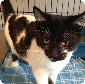 Domestic Shorthair Kitten for Sale in Chicago, Illinois - Balmain Domestic Shorthair Kitten for Sale in Chicago, Illinois - Balmain