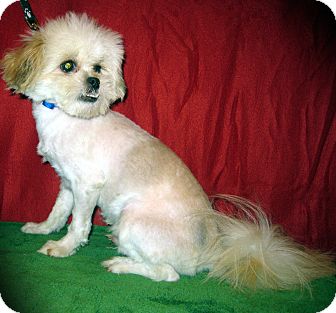 Pekingese/Shih Tzu Mix Dog for Sale in Prole, Iowa - Fenn Pekingese/Shih Tzu Mix Dog for Sale in Prole, Iowa - Fenn