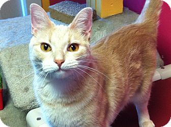 Domestic Shorthair Cat for Sale in Topeka, Kansas - Goldilocks Domestic Shorthair Cat for Sale in Topeka, Kansas - Goldilocks