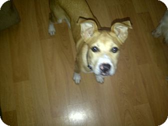 Labrador Retriever/Boxer Mix Puppy for Sale in Sparta, New Jersey - Honey Labrador Retriever/Boxer Mix Puppy for Sale in Sparta, New Jersey - Honey