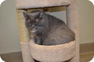 Domestic Mediumhair Cat for Sale in Gilbert, Arizona - Miss Kitty Domestic Mediumhair Cat for Sale in Gilbert, Arizona - Miss Kitty