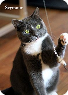 Domestic Shorthair Cat for Sale in Gaithersburg, Maryland - Seymour Domestic Shorthair Cat for Sale in Gaithersburg, Maryland - Seymour