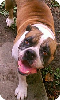American Bulldog/Boxer Mix Dog for Sale in Troy, Michigan - Rick James American Bulldog/Boxer Mix Dog for Sale in Troy, Michigan - Rick James