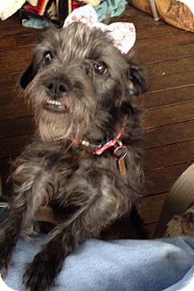 Terrier (Unknown Type, Small) Mix Dog for Sale in Sheridan, Oregon - Lucie Terrier (Unknown Type, Small) Mix Dog for Sale in Sheridan, Oregon - Lucie
