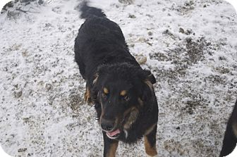 Border Collie/Chow Chow Mix Dog for Sale in New cumberland, West Virginia - Snap Border Collie/Chow Chow Mix Dog for Sale in New cumberland, West Virginia - Snap