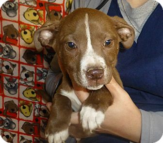 Dachshund/Corgi Mix Puppy for Sale in Oviedo, Florida - Mikey Dachshund/Corgi Mix Puppy for Sale in Oviedo, Florida - Mikey