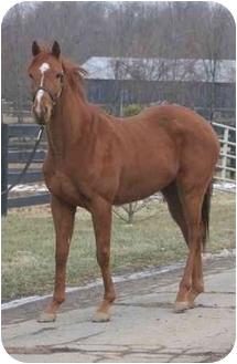 Thoroughbred Mix for Sale in Nicholasville, Kentucky - M'n'M Thoroughbred Mix for Sale in Nicholasville, Kentucky - M'n'M