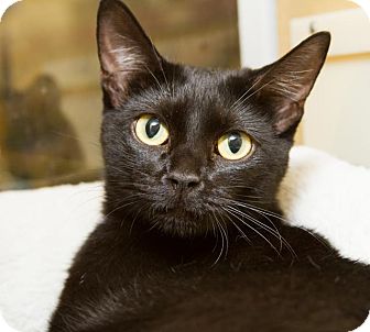 Domestic Shorthair Cat for Sale in Irvine, California - Jasmine Domestic Shorthair Cat for Sale in Irvine, California - Jasmine
