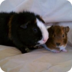 Guinea Pig for Sale in Costa Mesa, California - Teddy and Nugget Guinea Pig for Sale in Costa Mesa, California - Teddy and Nugget
