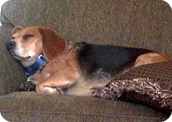 Beagle Dog for Sale in Houston, Texas - Rascal Beagle Dog for Sale in Houston, Texas - Rascal