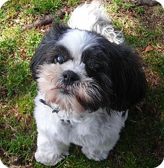 Shih Tzu Dog for Sale in El Cajon, California - Carly Shih Tzu Dog for Sale in El Cajon, California - Carly