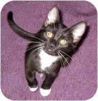 Domestic Shorthair Cat for Sale in Troy, Michigan - Taffy Domestic Shorthair Cat for Sale in Troy, Michigan - Taffy