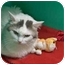 Photo 3 - Turkish Van Cat for adoption in Secaucus, New Jersey - Emilene