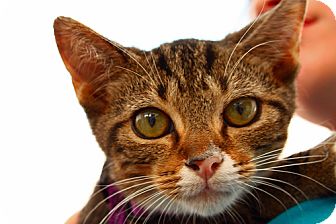 Domestic Shorthair Kitten for Sale in Lombard, Illinois - Kobruk Domestic Shorthair Kitten for Sale in Lombard, Illinois - Kobruk