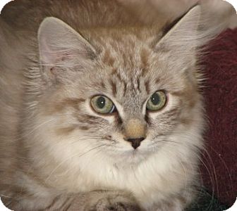 Ragdoll Kitten for Sale in Vacaville, California - Ayesha and Orenda Ragdoll Kitten for Sale in Vacaville, California - Ayesha and Orenda