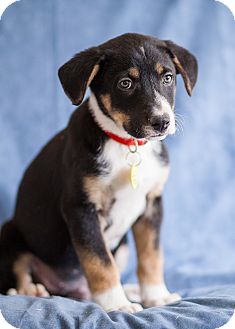 Bernese Mountain Dog Mix Puppy for Sale in Westminster, Colorado - Canon Bernese Mountain Dog Mix Puppy for Sale in Westminster, Colorado - Canon