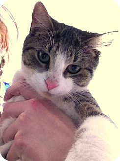Domestic Shorthair Cat for Sale in New York, New York - Betty Domestic Shorthair Cat for Sale in New York, New York - Betty