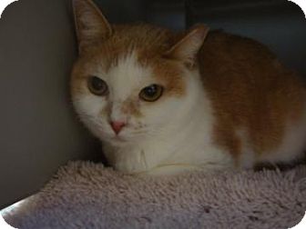 Domestic Shorthair Cat for Sale in Gainesville, Florida - Leloo Domestic Shorthair Cat for Sale in Gainesville, Florida - Leloo