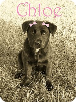 Labrador Retriever Mix Puppy for Sale in Oldsmar, Florida - Chloe Labrador Retriever Mix Puppy for Sale in Oldsmar, Florida - Chloe