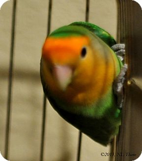 Lovebird for Sale in Shawnee Mission, Kansas - Topaz Lovebird for Sale in Shawnee Mission, Kansas - Topaz