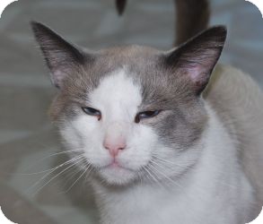 Snowshoe Cat for Sale in Chesapeake, Virginia - Talos Snowshoe Cat for Sale in Chesapeake, Virginia - Talos