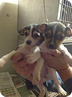 Chihuahua/Toy Fox Terrier Mix Puppy for Sale in Lancaster, Ohio - Rugrats Chihuahua/Toy Fox Terrier Mix Puppy for Sale in Lancaster, Ohio - Rugrats