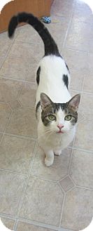 Domestic Mediumhair Cat for Sale in Mobile, Alabama - Isis Domestic Mediumhair Cat for Sale in Mobile, Alabama - Isis