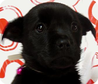 Labrador Retriever Mix Puppy for Sale in Thousand Oaks, California - Rosie Labrador Retriever Mix Puppy for Sale in Thousand Oaks, California - Rosie