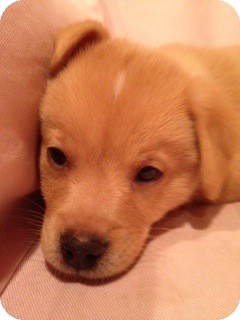 Golden Retriever Mix Puppy for Sale in White River Junction, Vermont - Harry Pup Golden Retriever Mix Puppy for Sale in White River Junction, Vermont - Harry Pup